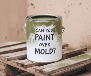 Can You Paint Over Mold? The Truth You Must Know!